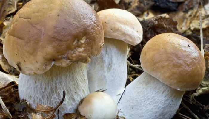 Польза и вред грибов для организма Грибы в чем польза и вред