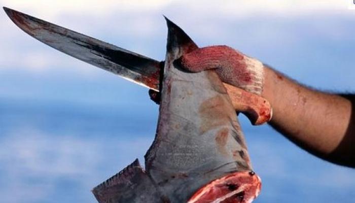 Мясо акулы: польза и вред для организма, особенности приготовления Мясо синей акулы